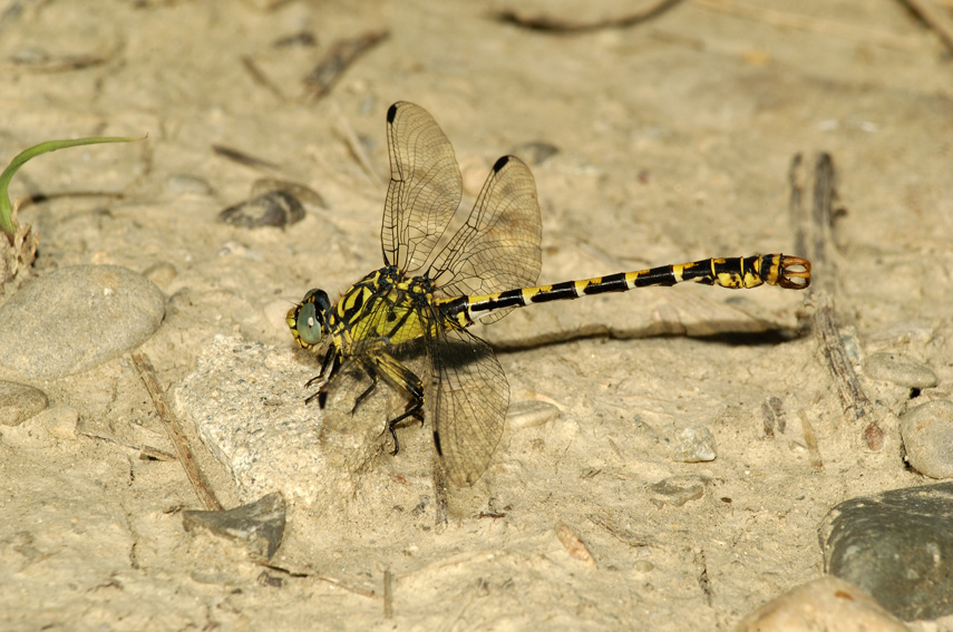 Onychogomphus forcipatus